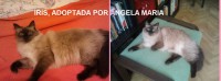 /album/finales-felices/iris-jpg/