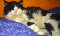 /album/nuestros-peludos-en-el-arco-iris/img-20121218-wa0017-jpg/